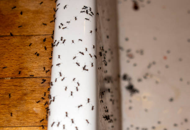 Best Exterminator Services  in Sapulpa, OK